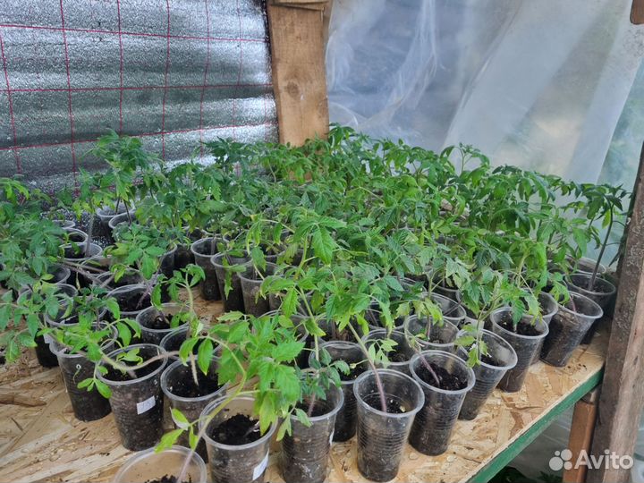 Рассада томатов, перцев, мяты, земляники
