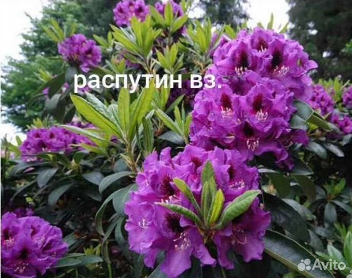 Азалия, рододендроны
