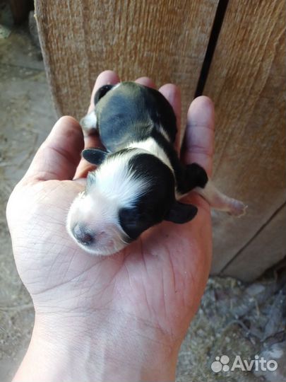 Щенки русского охотничьего спаниеля