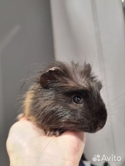 Морская свинка