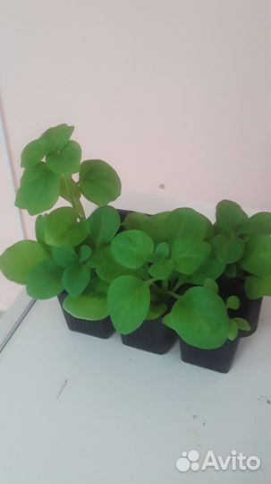 Рассада петунии