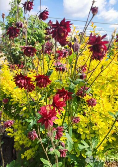 Садовые многолетники