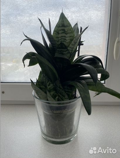 Продам комнатное растение Сансевиерия Ханни