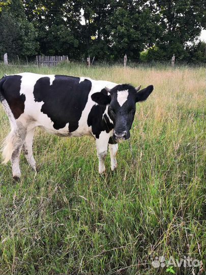 Телка 1 год