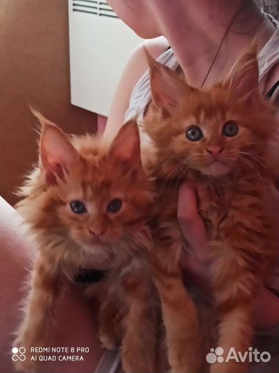 Котята мейн-кун 6 мальчиков и 6 девочек