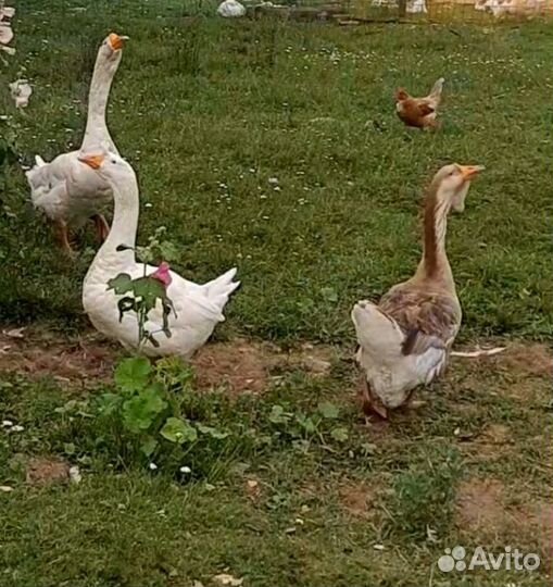 Холмогорские гуси