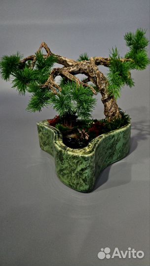 Продам Бонсай