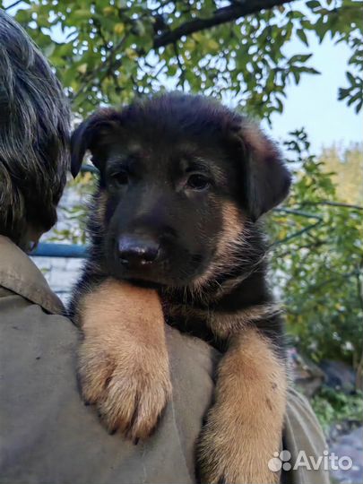 Продам щенков