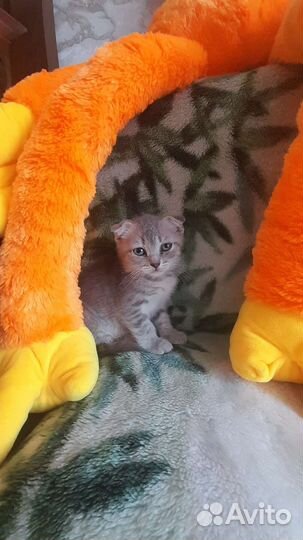 Кошечка вислоухая шотландская