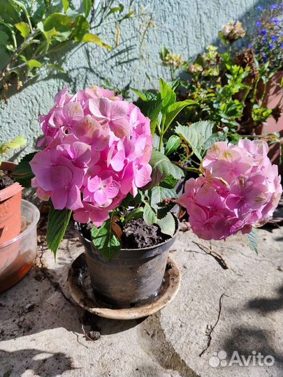 Гортензия крупнолистная саженцы