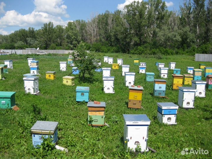 Продаю пчеловодный инвентарь