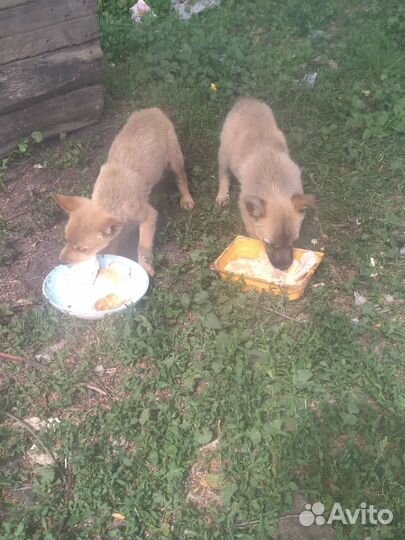 Собаки бесплатно