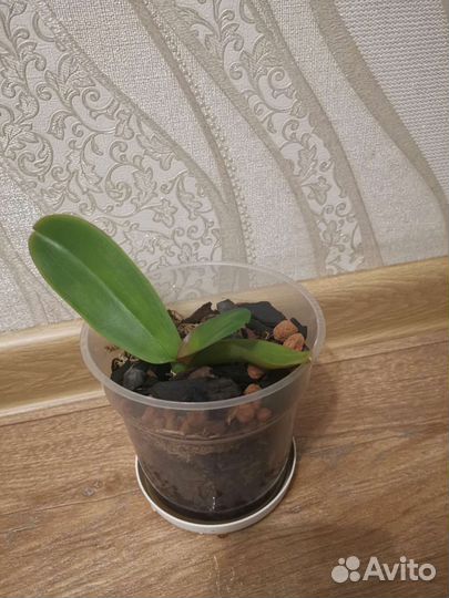 Орхидея фаленопсис