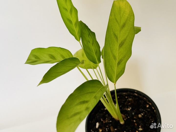 Калaтeя Леoпаpдинa