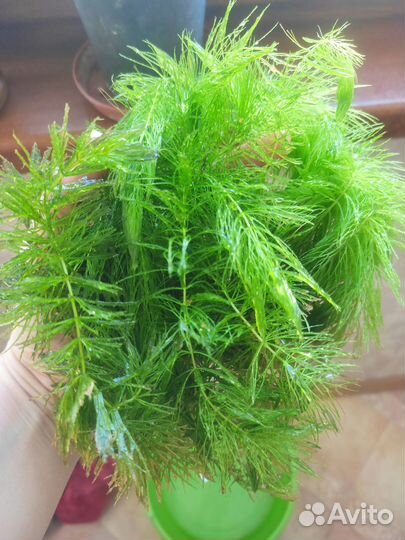 Роголистник