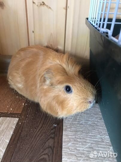 Морская свинка с клеткой 3000 тыс. руб