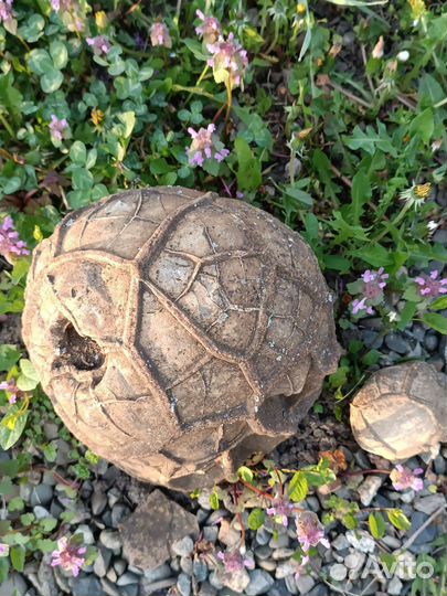 Черепаший камень