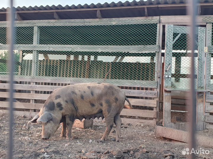 Свиноматки и поросята 2 месяца