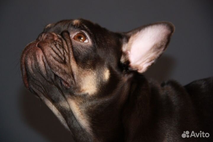 Французский бульдог