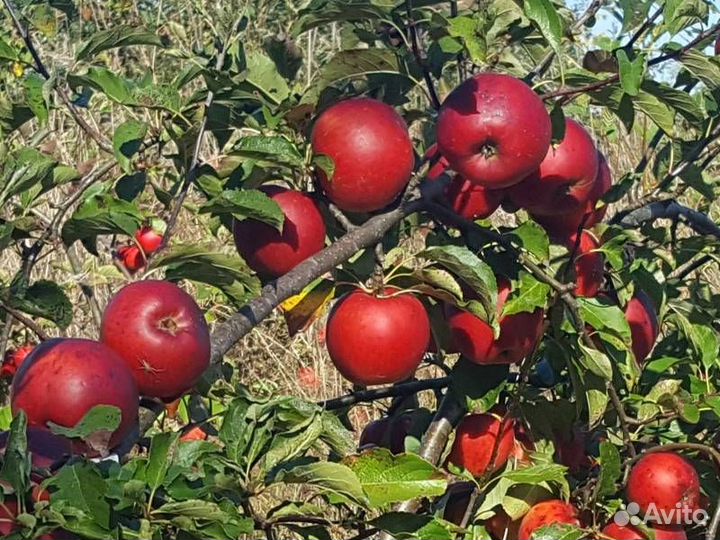 Саженцы яблони и груши из питомника