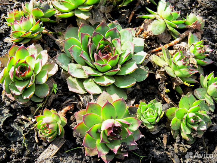 Молодило, Ива извилистая, Гортензия, Астильба