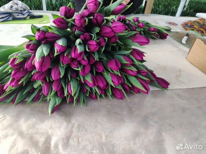 Тюльпаны оптом