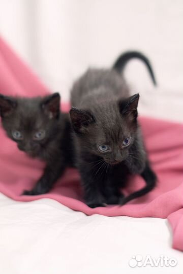 Отдам котёнка