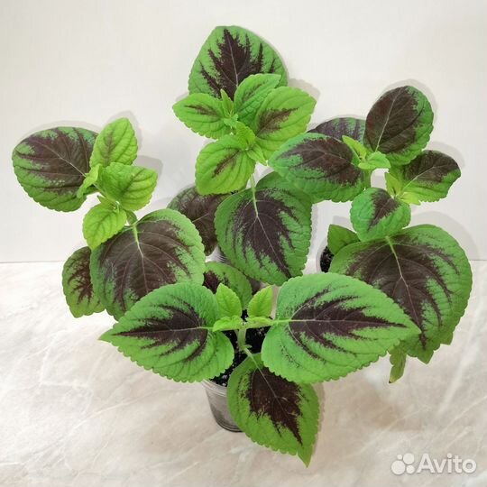 Колеусы вегетативные