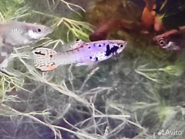 Рыбки гуппи