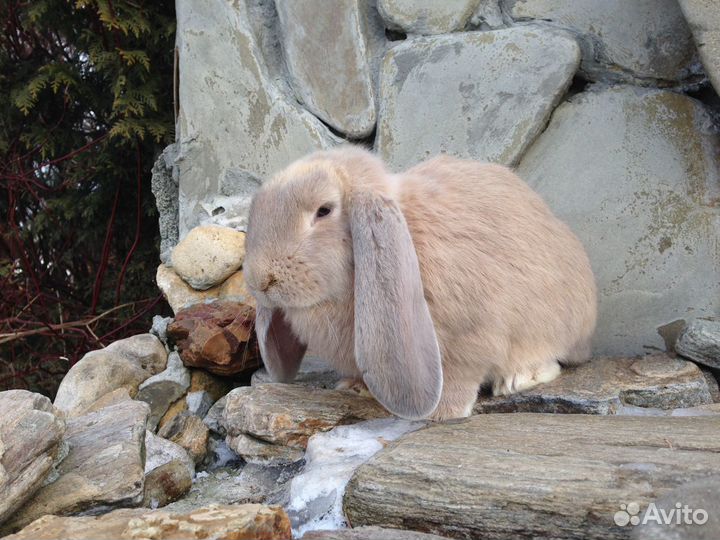 Крольчата породы фр баран
