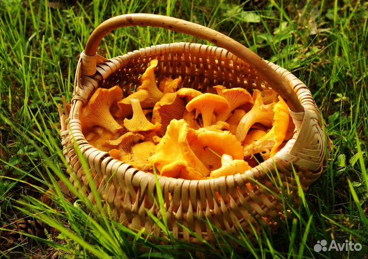 Грибы лисички свежие