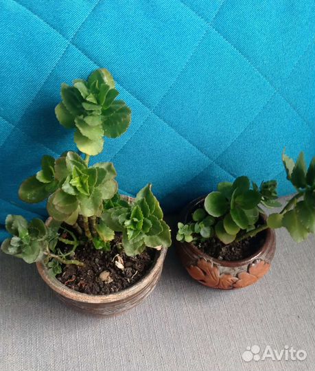 Каланхоэ цветущий