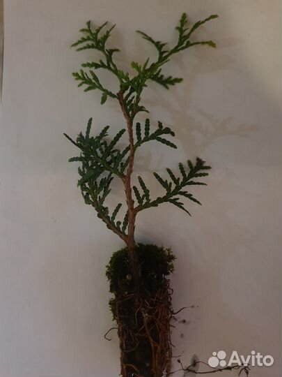 Туя Брабант