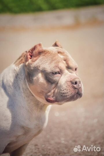 Американский булли покет вязка