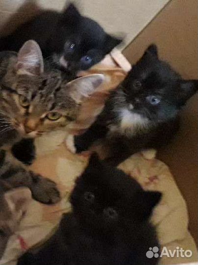 Котята в добрые руки, мальчики