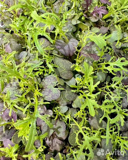 Мизуна (мицуна) красная свежая микрозелень