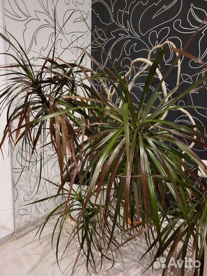Пальма драцена бощьшая