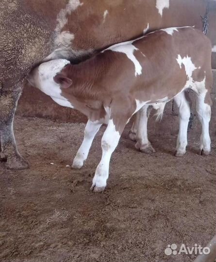 Бычки молодняк