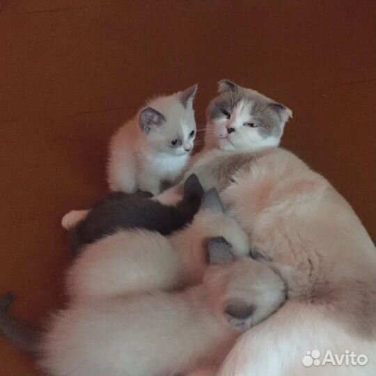 Котята от вислоухой кошки