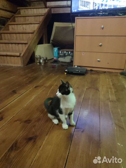 Котенок кошечка 3 месяца в дар