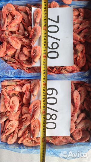 Креветка магаданская