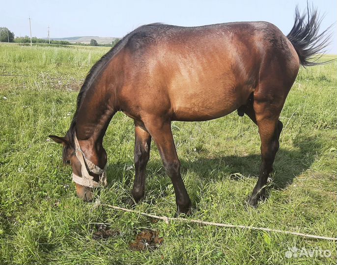 Полутяж жеребчики