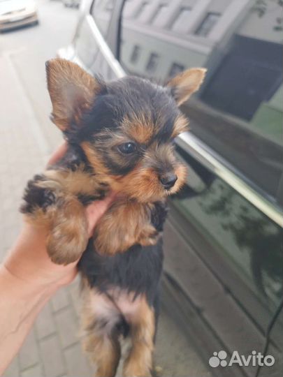 Йоркширские терьеры. доставка из Челябинска