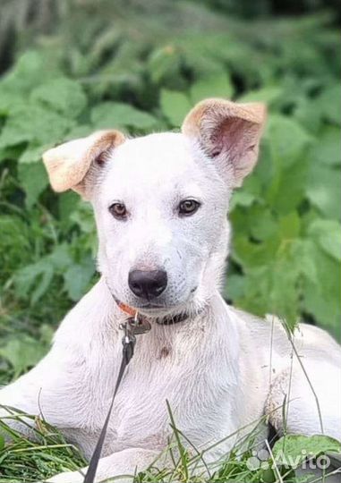 Смешной щенок