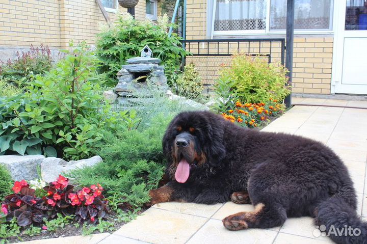 Зоогостиница, передержка домашних животных