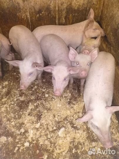 Поросята белые