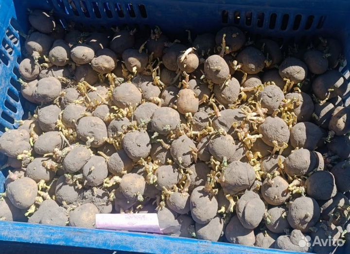 Семенной картофель