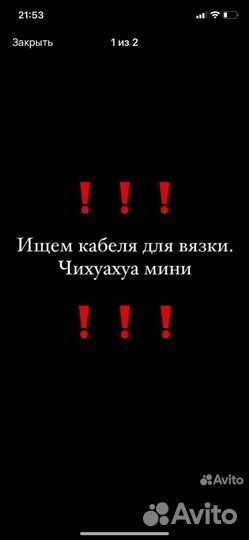 Чихуахуа мини вязка
