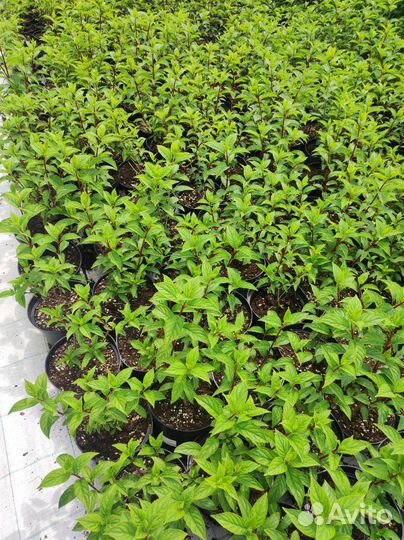 Гортензия метельчатая Ванила Фрайз