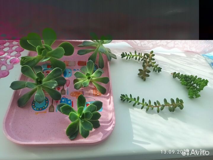 Срезы суккулентов